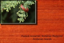 Padauk Andaman, Andaman Redwood, Andaman Islands 1.jpg