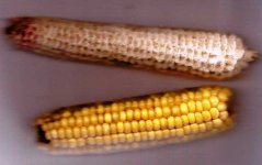 Maize cobs.2.jpg