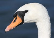 swan_head.jpg