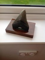 Megalodon_tooth.jpg