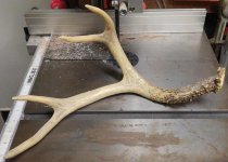 antler01.jpg