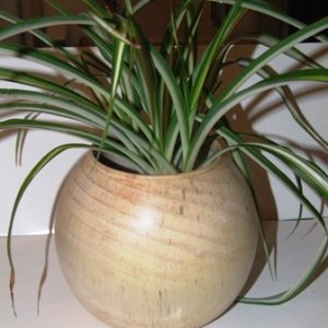 birch plant pot