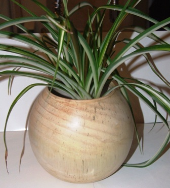 birch plant pot